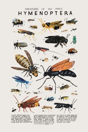 Artwork Title: Creatures of the Order Hymenoptera