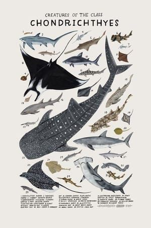 Artwork Title: Creatures of the Order Chondrichthyes