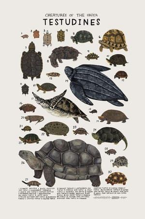 Artwork Title: Creatures of the Order Testudines
