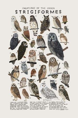 Artwork Title: Creatures of the Order Strigiformes