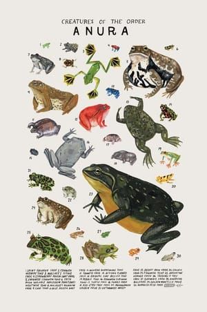 Artwork Title: Creatures of the Order Anura