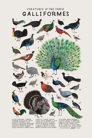 Artwork Title: Creatures of the Order Galliformes