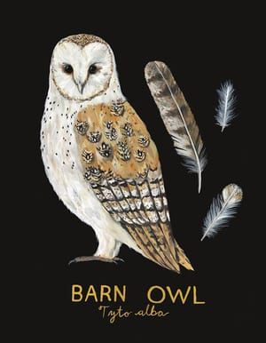 Artwork Title: Barn Owl
