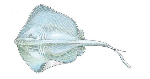 Artwork Title: Southern Stingray