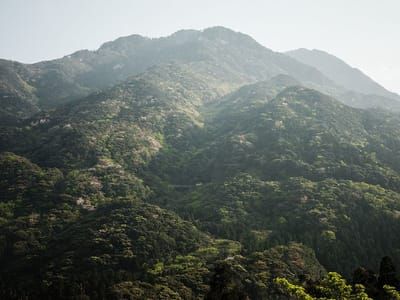 Artwork Title: Yakushima - The Forest Spirit