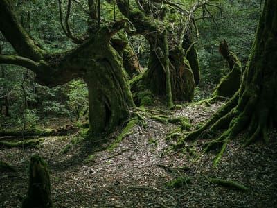 Artwork Title: Yakushima - The Forest Spirit
