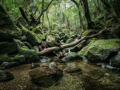 Artwork Title: Yakushima - The Forest Spirit