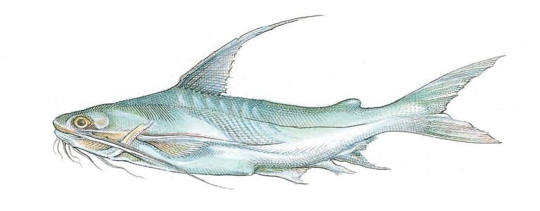 Artwork Title: Gafftopsail Catfish