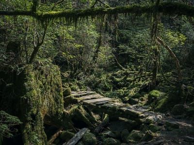 Artwork Title: Yakushima - The Forest Spirit