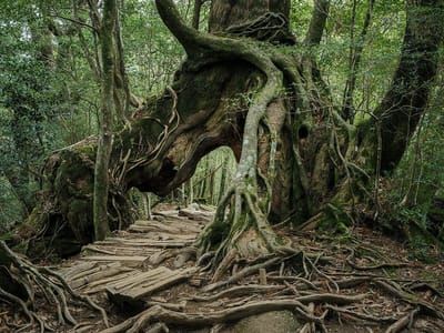 Artwork Title: Yakushima - The Forest Spirit