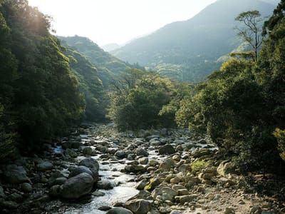 Artwork Title: Yakushima - The Forest Spirit