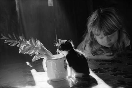Artwork Title: Chan Bor Will With Cat