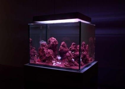Artwork Title: Aquarium Project