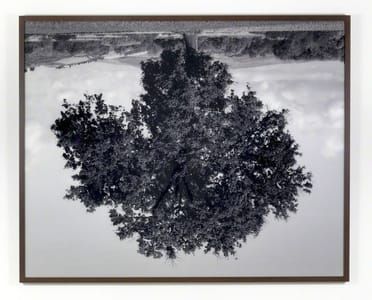 Artwork Title: Oak I, Volterra, Tuscany