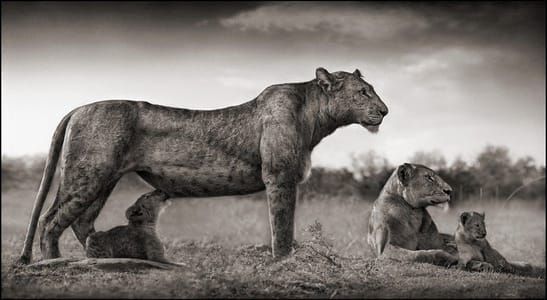 Artwork Title: Untitled
