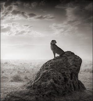 Artwork Title: Cheetah on Termite Mound