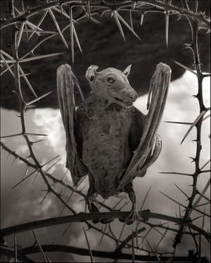 Artwork Title: A Bat
