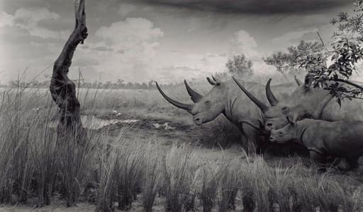 Artwork Title: White Rhinoceros