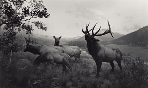 Artwork Title: Wapiti