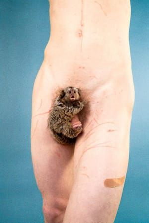 Artwork Title: Marmoset (Horizon Blue)
