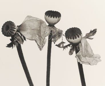 Artwork Title: Single Oriental Poppy