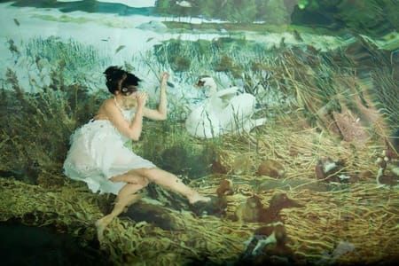 Artwork Title: Swan