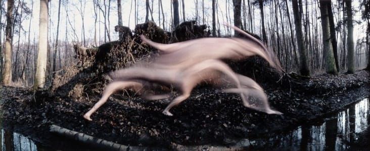Artwork Title: Metamorphose #31