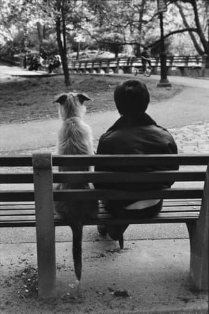 Artwork Title: Central Park, New York City
