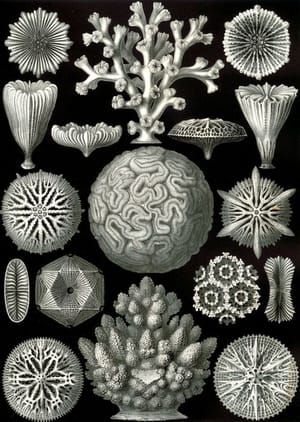 Artwork Title: Hexacoralla, Kunstformen der Natur (Artforms of Nature)