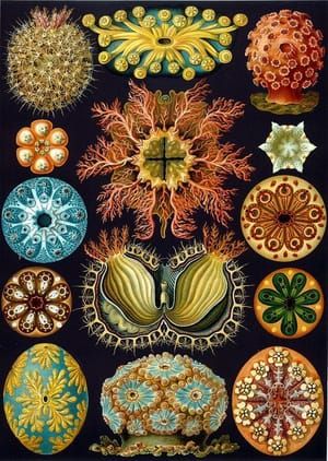 Artwork Title: Ascidian (Ascidiae)