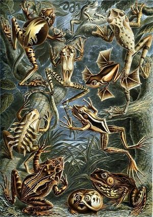 Artwork Title: Frog (Batrachia)