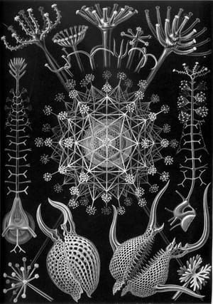 Artwork Title: Untitled