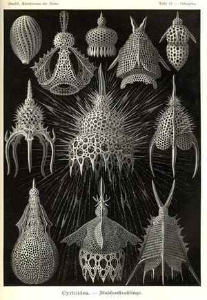 Artwork Title: Cyrtoidea