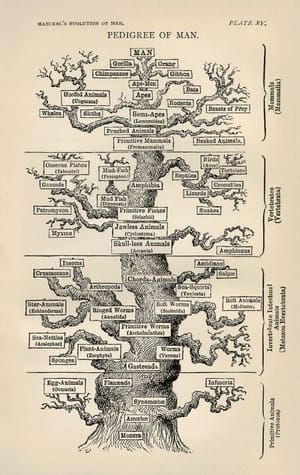 Artwork Title: Pedigree of Man