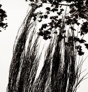 Artwork Title: Untitled