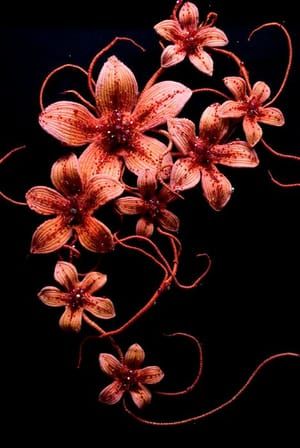 Artwork Title: Plumeria