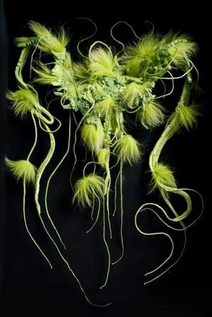 Artwork Title: Selaginella