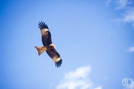 Artwork Title: Hawk