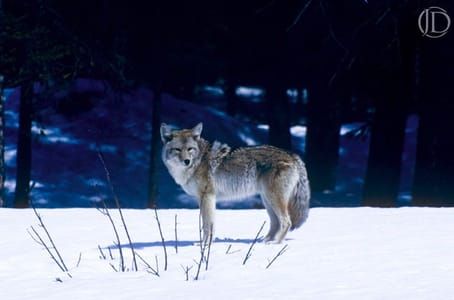 Artwork Title: Coyote