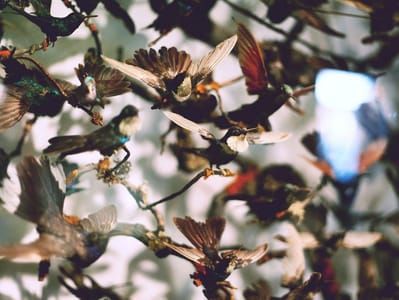 Artwork Title: Wings