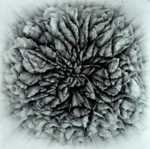 Artwork Title: Heaven In A Wild Flower
