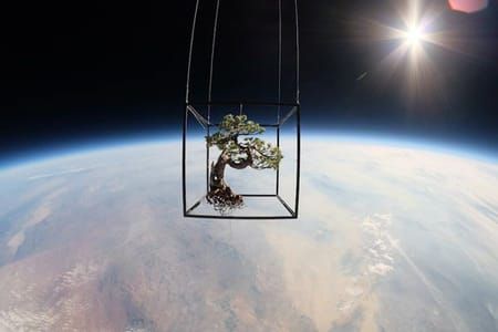 Artwork Title: Botanical Space Flight