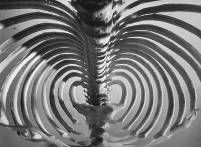 Artwork Title: Gorilla Rib Cage