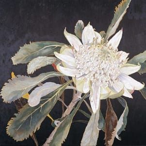 Artwork Title: White Waratah-Cropped
