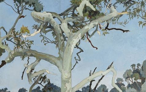 Artwork Title: Angophora, Nielsen Park