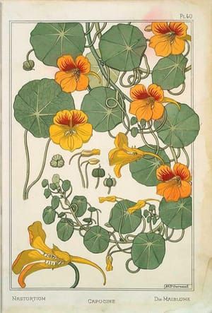 Artwork Title: Nasturtium