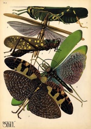 Artwork Title: Plate 8