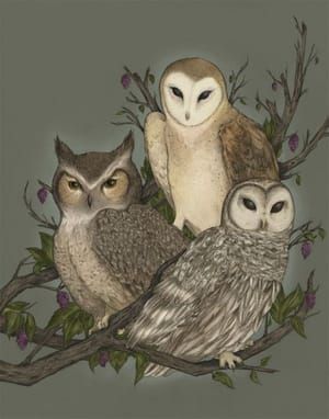 Artwork Title: Barn, Barred, and Great Horned