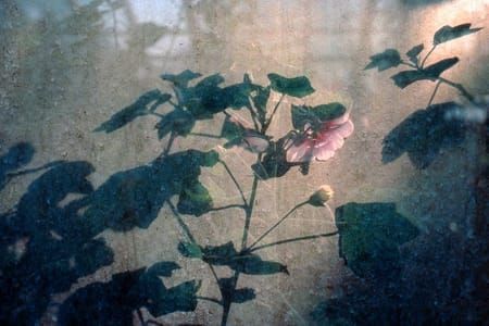 Artwork Title: Rose Mallow, Chelsea Physic Garden, London