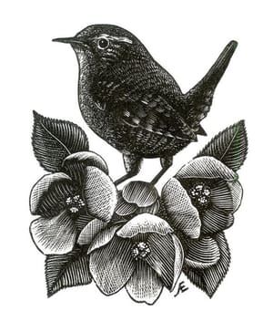 Artwork Title: Apple Blossom Wren